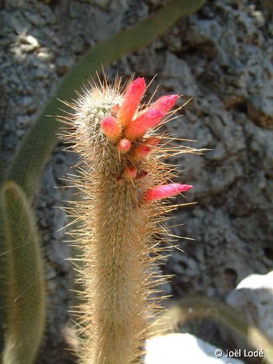 Cleistocactus hyalacanthus tarijensis ©JL